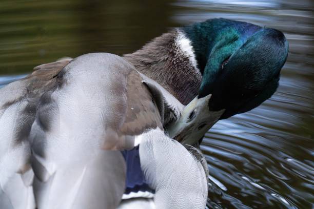 istock Mallard duck male with a grey beak 2175847670