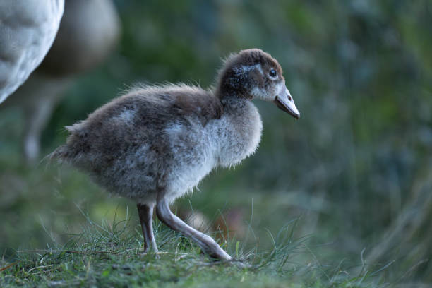 istock Baby egyptian goose walking on land 2175848369