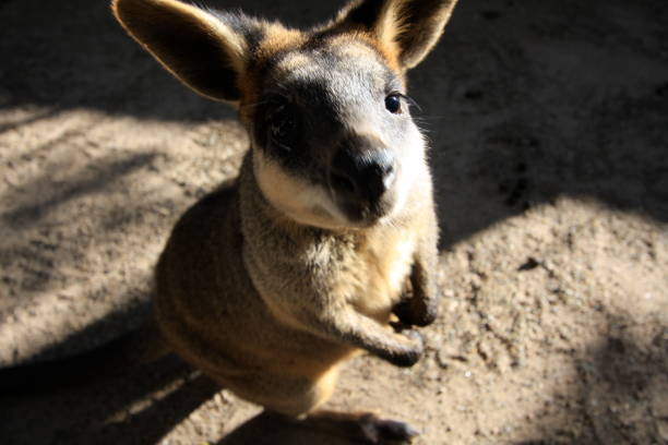 istock Swamp Wallaby in the Wild at Jervis Bay 2175857619