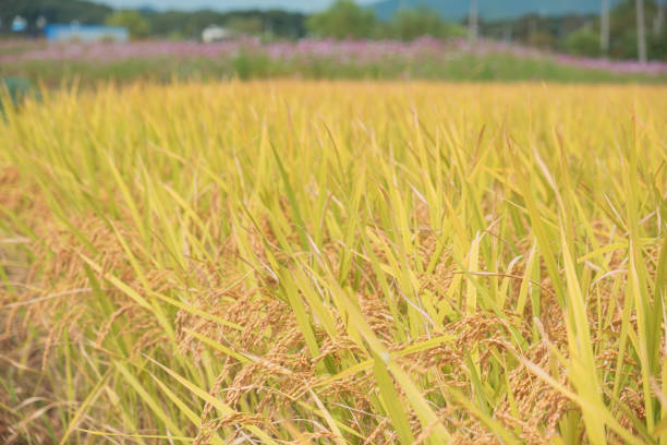 istock Golden Autumn Rice Fields Ready for Harvest 2175858872