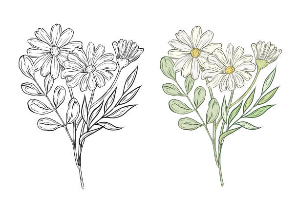 Vector set bouquet with chamomile leaves and greenery. Composition with daisy flowers. Color and black and white graphics, illustration for design and decoration.