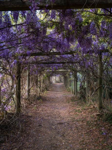 istock Wisteria tunnel 2175868045