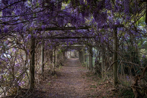istock Wisteria tunnel 2175868055