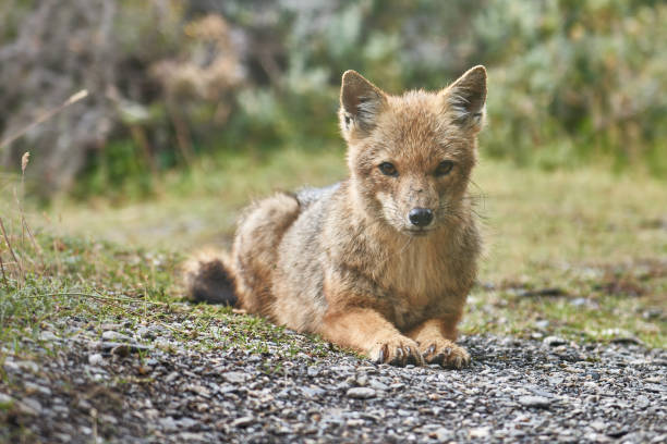 istock A young Culpeo fox is captured in a serene pose, lying on the ground and staring directly at the camera. Its coat, a variegated blend of brown, tan, and gray, sports a slightly tousled appearance, harmonizing with the rugged landscape of Tierra del Fuego 2175868784