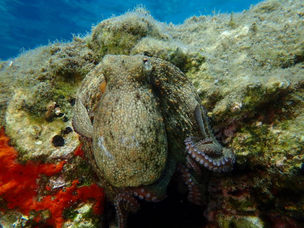 istock Common octopus (Octopus vulgaris) undersea, Aegean Sea 2175869533
