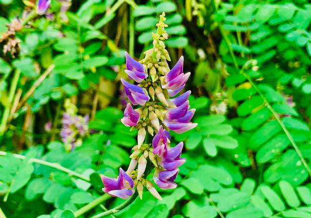 chinese medicine plant Sophora flavescens Aiton bloom in outdoor in Spring