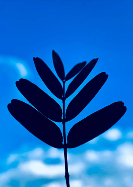 eight leaves plant  in sky background