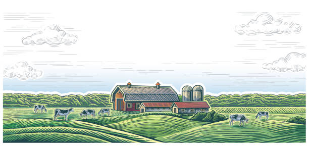 сельский пейзаж с фермой и со стадом коров. - ферма stock illustrations