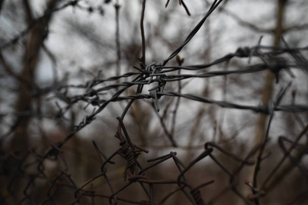 istock iron, old barbed wire close-up. dark background 2175876688
