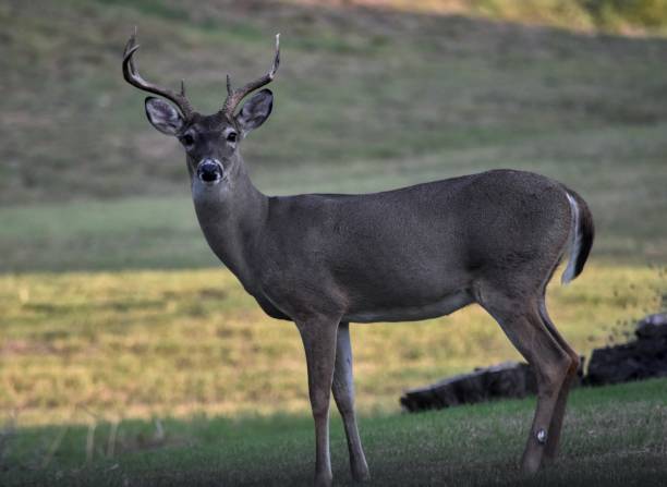 istock Deer in the wild 2175878693
