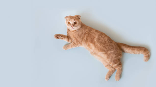 istock Cute little scottish fold kitten lying on blue background. Copy space for text. Pet shop banner 2175878985