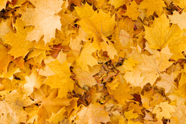 istock Natural autumn background. Fallen autumn yellow maple leaves 2175879070