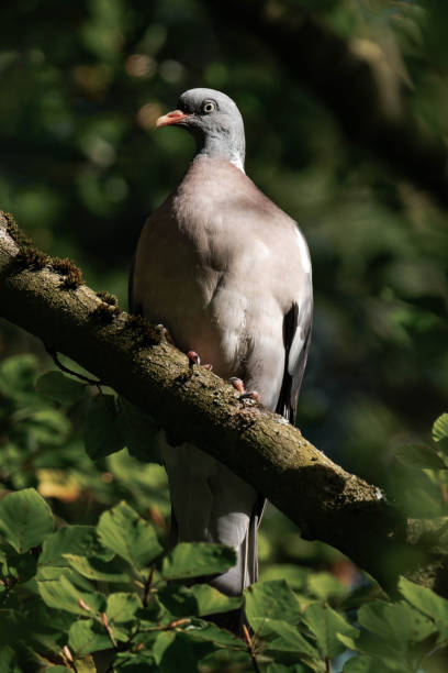 istock Pigeon sitting on a tree branch in the sunlight 2175880697