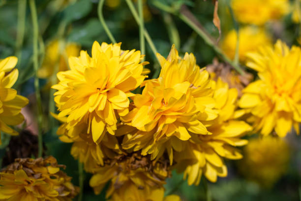 Big yellow flowers close-up