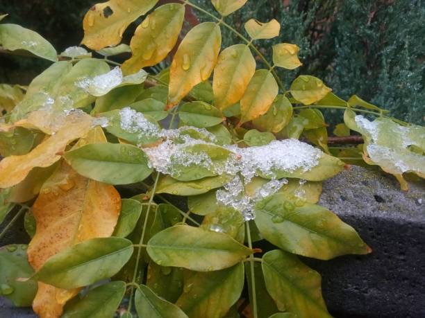 istock snow on yellow-green leaves 2175886971