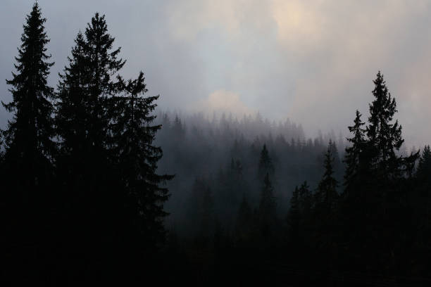 Fog on the mountain, forest