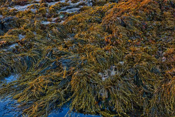 istock Seaweed covered rocks and rock pools at coast, Llangoed, Anglesey, Wales, Britain 2175888403