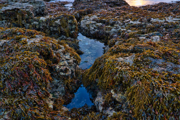 Aquatic life habitat in natural surroundings