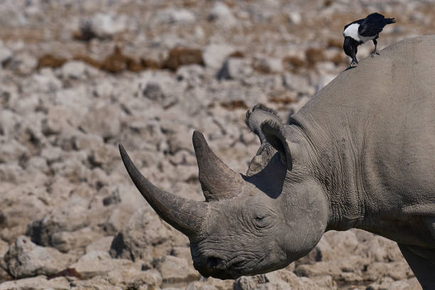 istock Black Rhinoceros being mobbed by Pied Crow 2175889786