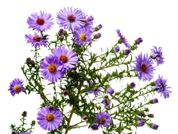 istock Flowers of shrub aster isolated on white background 2175890853