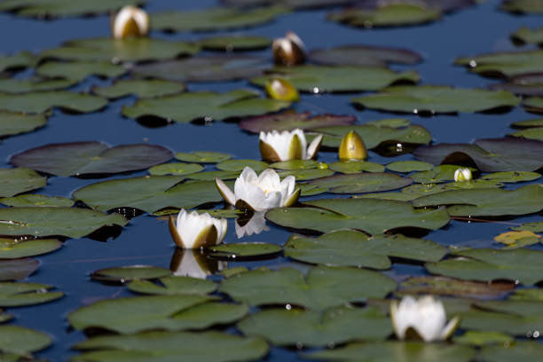 istock Beautiful white water lily close up 2175892235