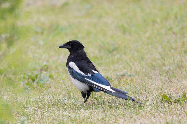 istock Magpie bird stands on the road in summer 2175892299