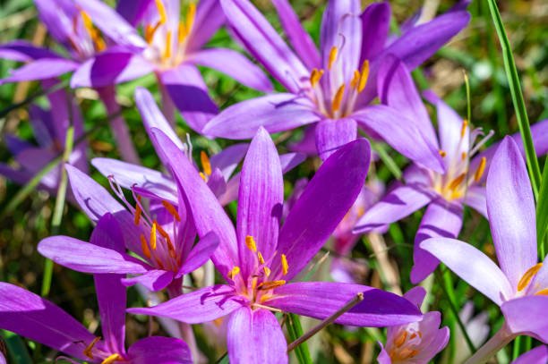 istock Newly bloomed colchicum flowers. 2175892683