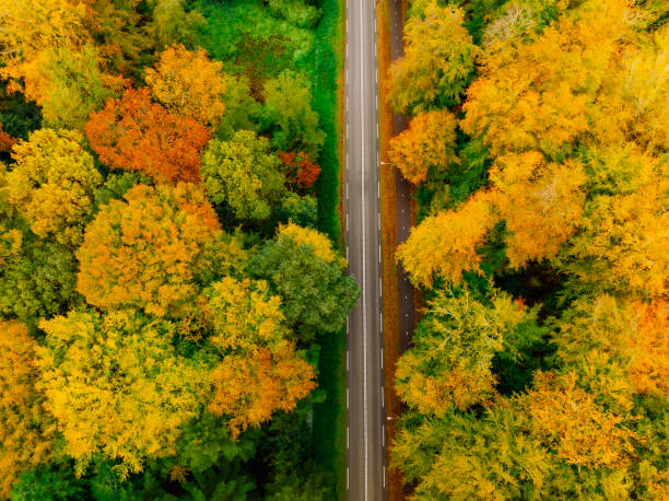 istock Empty road through an autumn forest with colorful leaves seen from above 2175892719