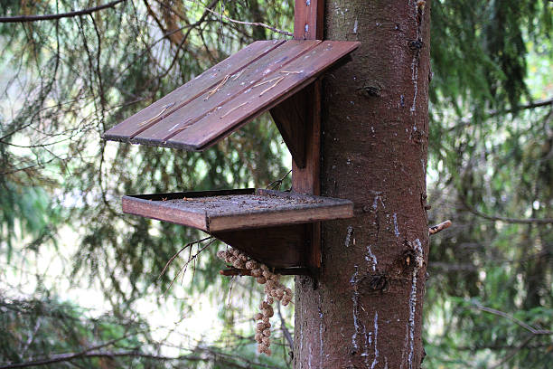 A wooden squirrel feeding station in the forest