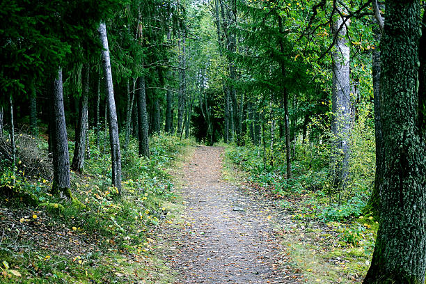 A road to walk on for adventures in the Nordic forest
