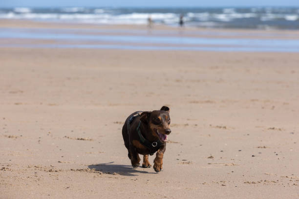 A full shot of a brown-haired dachshund running along Alnmouth Beach, Northumberland. The scenic Northumberland coast with clear sky and breaking waves is in the background.\n\nVideos are available similar to this scenario