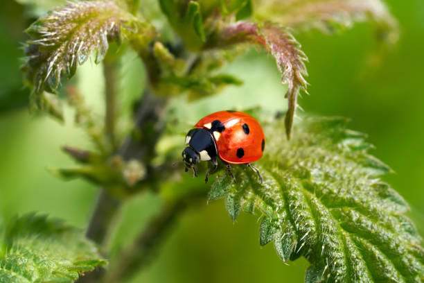 Seven-spot ladybird (Coccinella septempunctata) close-up on a plant
