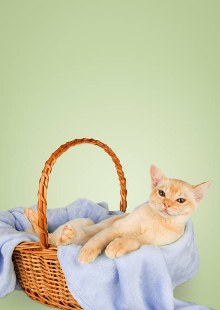 Kitten in a basket with a blue blanket. Cute Burmese kitten lies in a wicker basket on a blue blanket. Copy space.
