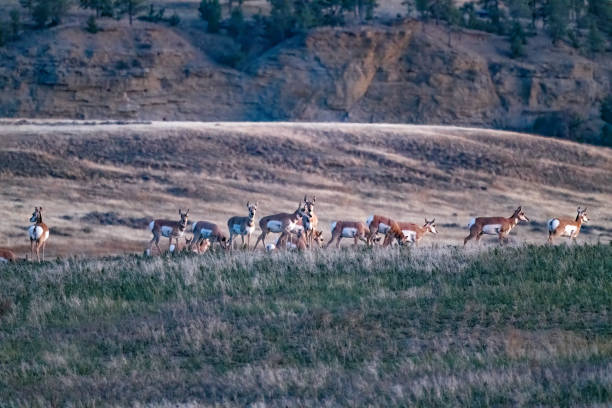 Antelope or Pronghorn herd after sunset on Montana prairie in northern USA of North America. Nearest cities are Billings and Roundup Montana.