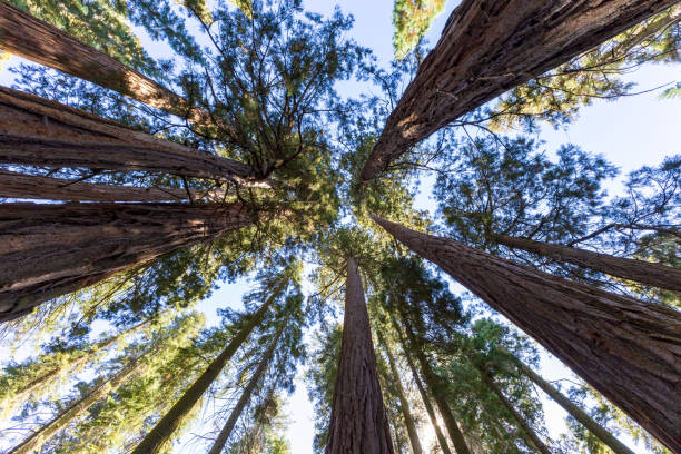 istock Giant Sequoias in the Sequoia National Park 2175908611