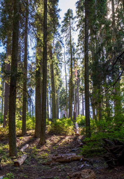 istock Giant Sequoias in the Sequoia National Park 2175908779
