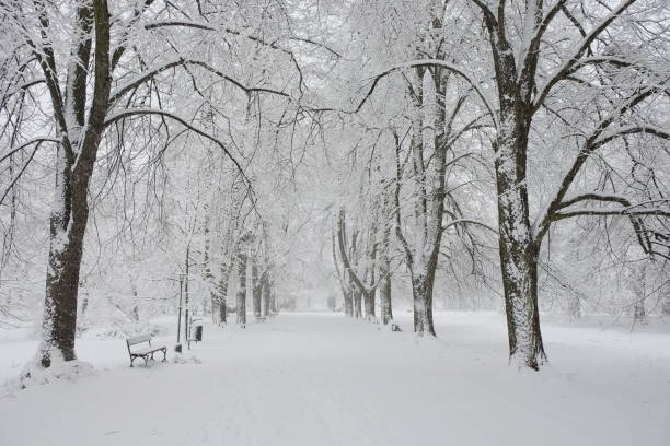 istock Snow-covered park bench near a tree, winter landscape. Snowfall. 2175909022