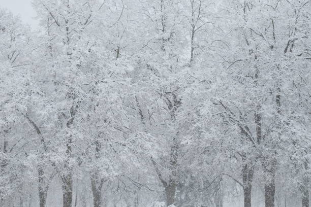 istock Snow covered trees. Winter landscape, snowy blizzard. 2175909114