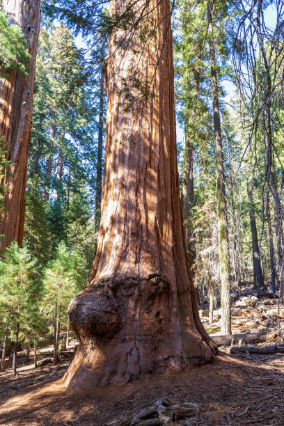 istock Giant Sequoias in the Sequoia National Park 2175909213
