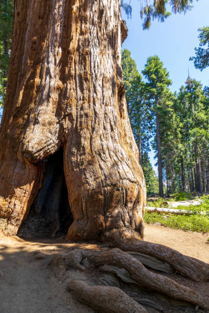 istock Giant Sequoias in the Sequoia National Park 2175910321