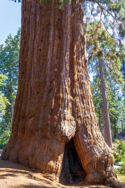 istock Giant Sequoias in the Sequoia National Park 2175910326