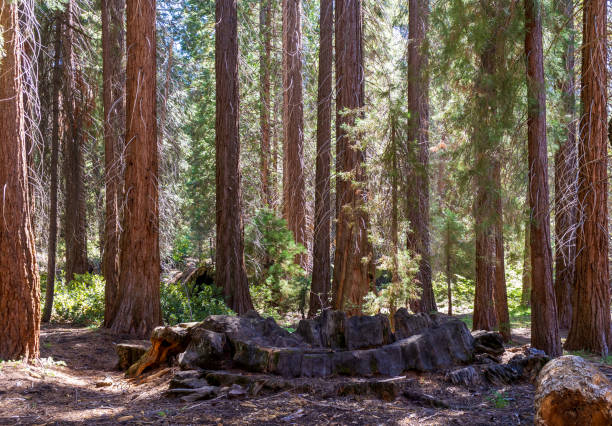 Giant Sequoias in the Sequoia National Park in California