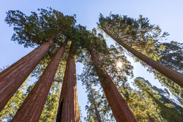 istock Giant Sequoias in the Sequoia National Park 2175911467