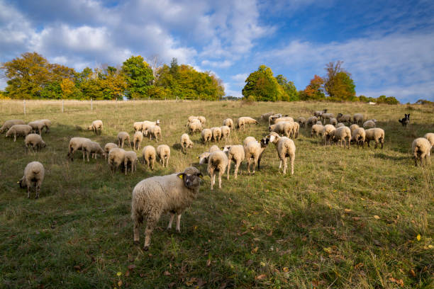 istock Autumn landscape in central Slovakia with sheep. 2175918867
