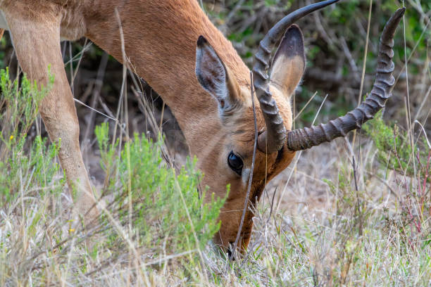 Portrait of young impala with blurred background Kruger NP South Africa