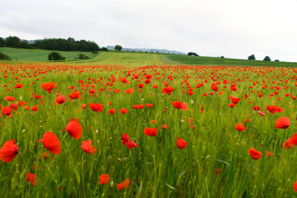 Rote Mohnblumen in einem Getreidefeld an einem bedeckten Sommertag