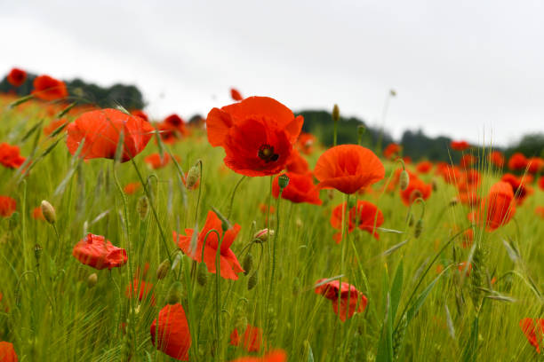 istock leuchtende Mohnblumen im Getreidefeld 2175924492