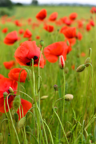 istock leuchtende Mohnblumen im Getreidefeld 2175924526