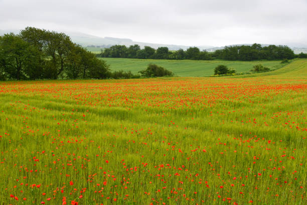 Rote Mohnblumen in einem Getreidefeld an einem bedeckten Sommertag