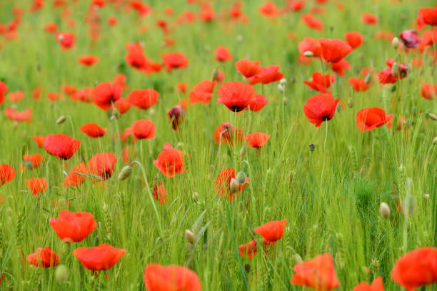 istock leuchtende Mohnblumen im Getreidefeld 2175924700